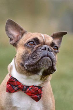 Bulanık yeşil arka planda kırmızı papyonlu Fawn Fransız Bulldog köpeği