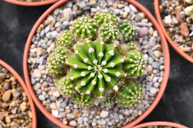 Küçük Echinopsis Melez kaktüsünün çiçek saksısında taşlarla üst görüntüsü