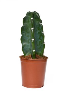 Cereus Jamacaru 'Sevimli Kaktüs' ün beyaz arka planda dikenleri olmayan kaktüs bitkisi.