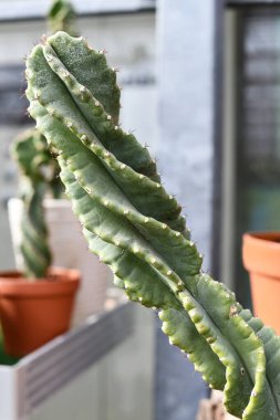 Meraklı 'Cereus Jamacaru Hughalis' kaktüs bitkisinin gövdesini kapat 