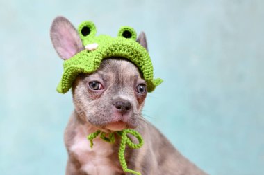 Şirin genç leylak Brindle Fransız Bulldog köpeği örgü kurbağa şapkalı.