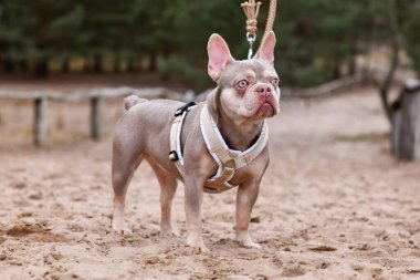 Yeni Shade Isabella Turuncu Tan renkli Fransız Bulldog Y şeklinde köpek koşumu ve tasması kumda duruyor.