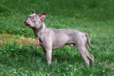 Uzun, sağlıklı burnu ve kuyruğu olan leylak rengi Fransız Bulldog. 