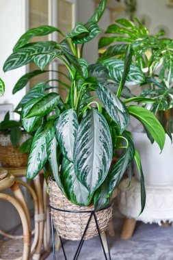 Tropik 'Aglaonema Silver Bay' bitkisi. Sepetteki gümüş desenli. Bir çok bitkiyle dolu.
