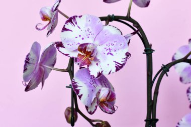 Pembe arkaplanda 'Phalaenopsis Magic Art' orkidesinin çok renkli mor ve beyaz çiçeklerini kapat