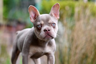 Genç Yeni Gölge Isabella turuncu Tan Fransız Bulldog açık mavi gözlü