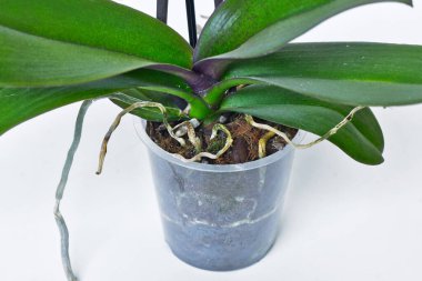 Beyaz arka planda orkide kökleriyle şeffaf çiçek saksısı