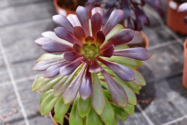 Aeonium Arboreum 'u kapatın. Yeşil ve koyu mor yapraklı sulu. Esrar içinde dekoratif roset biçimli bitki.