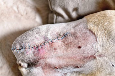 İyileşme sürecinde kesilmiş köpek bacağındaki veteriner dikişleri. Ameliyat sonrası, uzuv kesme ameliyatından sonra. Kemik tümörü olan köpek.