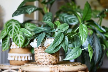 Tropik 'Epipremnum Pinnatum Cebu Blue' bitkisi oturma odasındaki kentsel ormanda diğer çiçeklerle birlikte gümüş-mavi yapraklı.