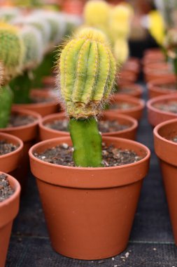 Parlak yeşil aşılı kaktüs. İki farklı kaktüs türü birleşerek tek bir bitki oluşturdu.