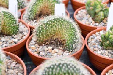 Küçük 'Mammillaria pringlei F. cristata' kaktüsü çiçek saksısında taşlarla. 'Limon topu kaktüsü' olarak da bilinir.