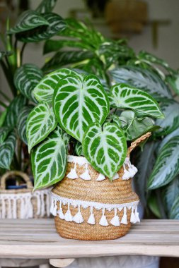 Güzel saksılı egzotik 'Gümüş Allık Antilyum Kristalinyum' bitki örtüsü. Şehir ormanlarının oturma odasında çok sayıda bitkiyle birlikte çok güzel dantel desenli.