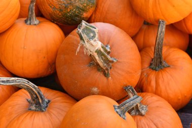 Sonbahar pazarında Cadılar Bayramı için parlak turuncu balkabaklarını kapatıyoruz.