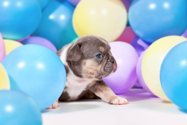 Renkli balonlar arasında 3 haftalık mavi taba Fransız Bulldog köpeği yavrusu