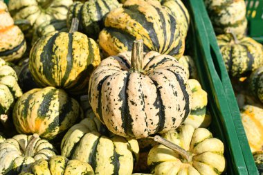 Sweet dumpling squashes in green crate at autumn market for seasonal cooking and decoration