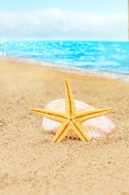 Kumsalda deniz kabuğu olan turuncu denizyıldızı. Dalgaların arkasında. Tatil, sahil, seyahat. Dikey. Boşluğu kopyala