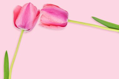 Big pink tulips with stems. Frame. March 8, International Women's, Mother's Day, birthday, spring. Copy space