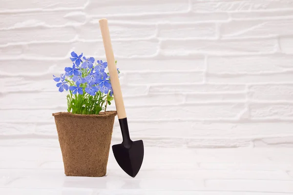 Eco-friendly organic peat pot with lobelia flower with spade on white table background. Concept of gardening, planting. Copy space