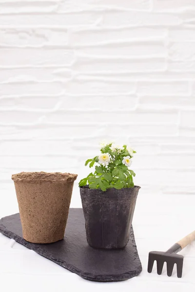 Eco-friendly organic peat and black pots with chrysanthemum flower with rake on black board on white table background. Concept of gardening, planting, transplant. Vertical. Copy space