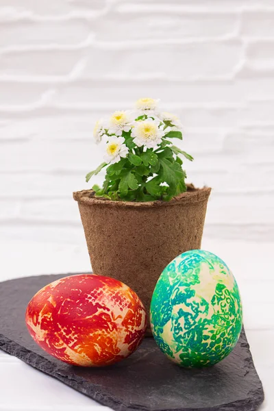 Eco-friendly organic peat pot with chrysanthemum flower with painted eggs on black board on white table background. Easter. copy space