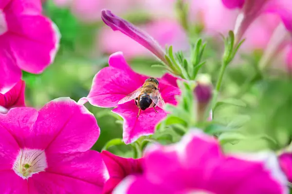 Pszczoła Siedzi Kwiatach Zbiera Pyłek Duże Kwiaty Petunii Liliowej Gardering — Zdjęcie stockowe