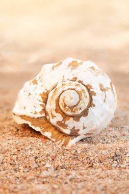 Kumsalda beyaz midye kabuğu. Seyahat, sıcak ülkelerde dinlenme. Dikey. Boşluğu kopyala