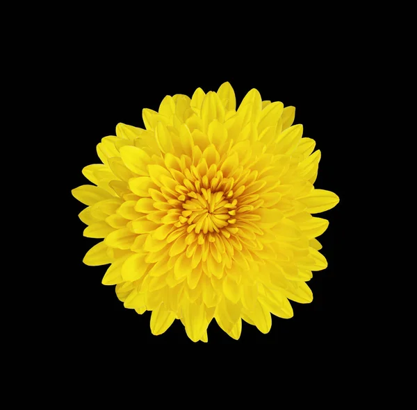 Fluffy Blooming Gele Chrysant Bloem Geïsoleerd Zwarte Achtergrond Ontwerpelement Uitgesneden — Stockfoto