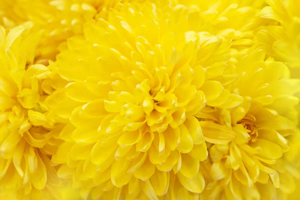 Fondo Amarillo Flores Crisantemo Enfoque Selectivo Primer Plano Verano Plantas — Foto de Stock