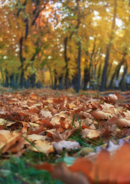 Żółte Pomarańczowe Brązowe Liście Zielonej Trawie Drzewami Jesienny Park — Zdjęcie stockowe