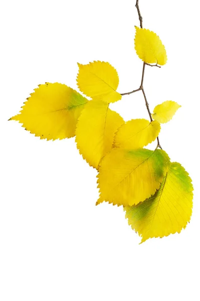 Folhas Amarelas Galho Fundo Isolado Branco Outono Elemento Projeto — Fotografia de Stock