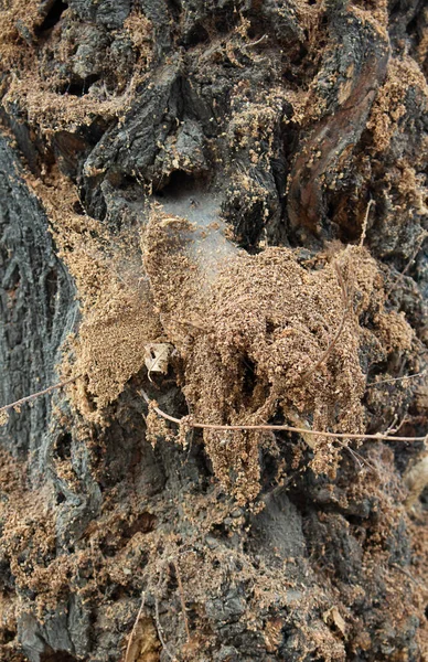 Kora Drzewa Pajęczynami Narośnięciami Zakażona Roślina Przerażające Tło Halloween — Zdjęcie stockowe