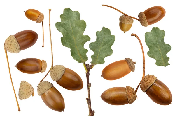 Hnědé Žaludy Větev Zelenými Dubovými Listy Bílém Izolovaném Pozadí Designový Royalty Free Stock Obrázky
