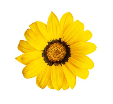 Üst görünüm makro parlak sarı Gazania - Güney Afrika papatya çayı, papatya, ayçiçeği beyaz izole arka planda güneşli bir günde çiçek pullarıyla çiçek açıyor