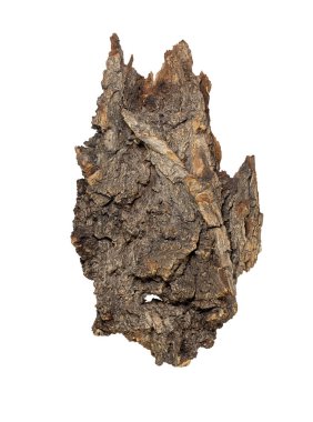 Beyaz izole arkaplanda ağaç kabuğu, üst görünüm. Doğal malzeme, ürün podyumu. Tasarım elemanı. Orman Ruhu suratı. Boşluğu kopyala