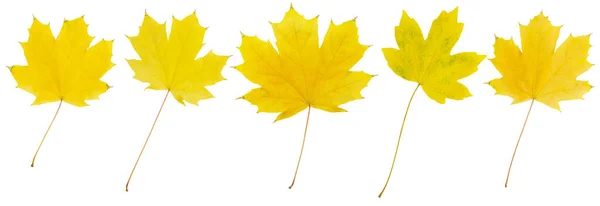 Gele Herfst Esdoorn Bladeren Witte Geïsoleerde Achtergrond Ontwerpelement Colectieset — Stockfoto