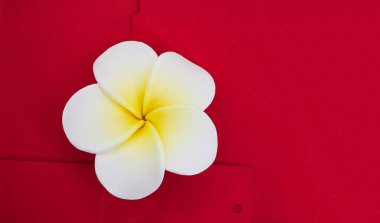 Burgonya desenli arka planda yırtık kağıtla Frangipani çiçeği (plumeria). Tatil, duyuru, spa, sabun yapımı. Boşluğu kopyala