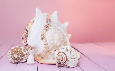Büyük beyaz deniz kabukları ve pembe tahta arka planda plaj boncukları. Ön manzara. Boşluğu kopyala