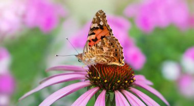 Pembe koni çiçeğinin üzerinde yükseltilmiş kanatlı kelebek bayanın Macro bayrağı, başka bir isim Kızıl Amiral, Latince adı Vanessa Cardui. Mor Ekinezya ve Phlox. Doğa