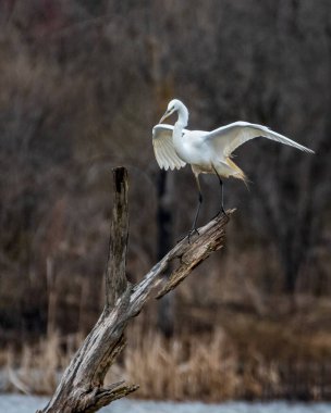 Büyük Akbalıkçıl Kanatlarını açarken Ölü Ağaç 'ta Kayıyor