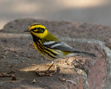 Tuğla Duvarında Townsend Warbler Duruyor