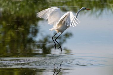 Büyük Akbalıkçıl Göl 'den Uçar