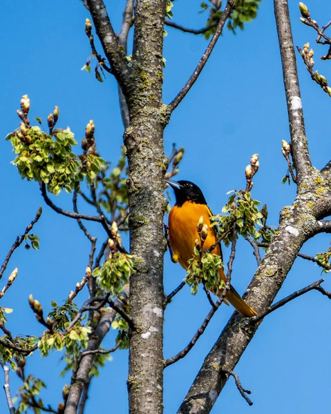 Baltimore Oriole Perched Tree Branch — стоковое фото