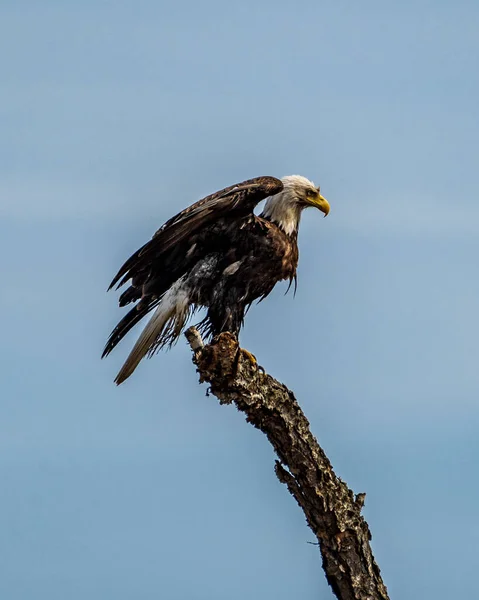 Disheveled Wet Bald Eagle Perched Dead Tree — Stock Photo, Image
