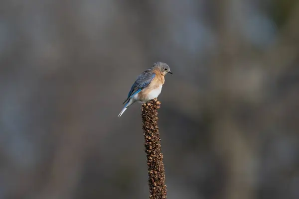 Eastern Bluebird Perched Plant — Stock Photo, Image