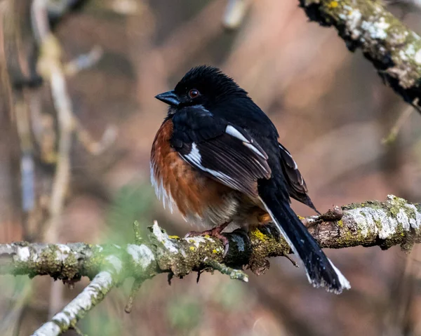 Male Eastern Towhee Perched Tree Branch — Stock Photo, Image