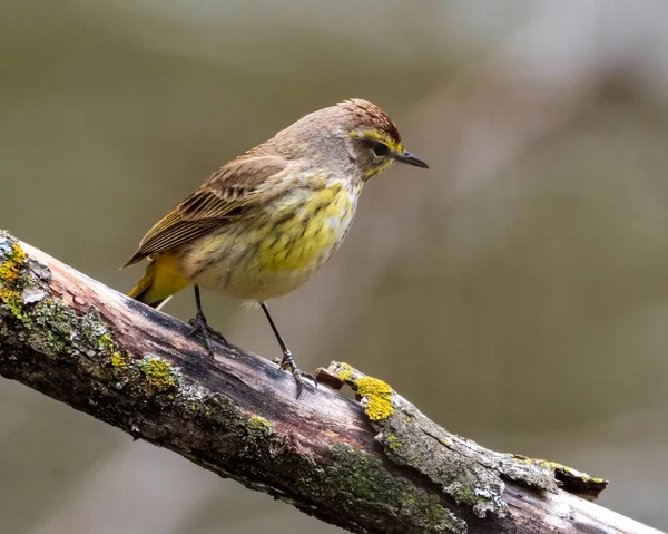 Palm Warbler Perched Tree Branch — Stock Photo, Image