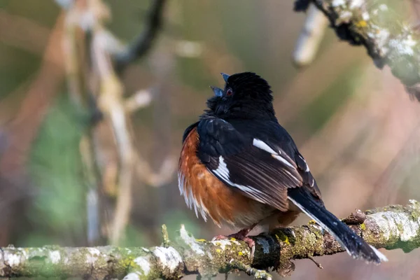 Singing Male Eastern Towhee Perched Tree Branch — Stock Photo, Image