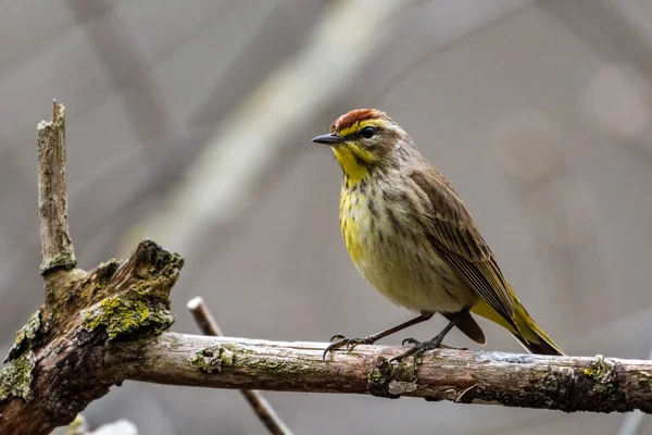 Palm Warbler Perched Tree Branch — Stock Photo, Image