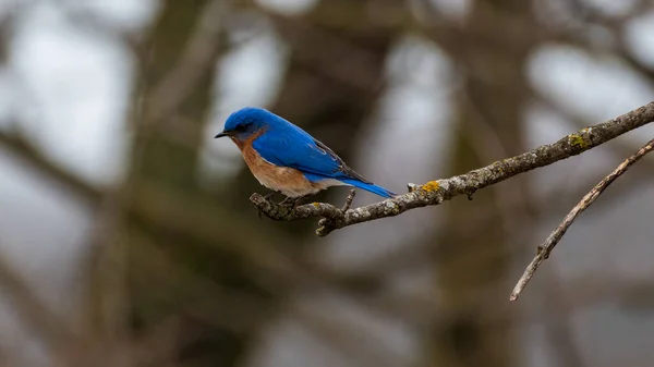 Ανατολικό Bluebird Σκαρφαλωμένο Στον Κλάδο Των Δέντρων — Φωτογραφία Αρχείου